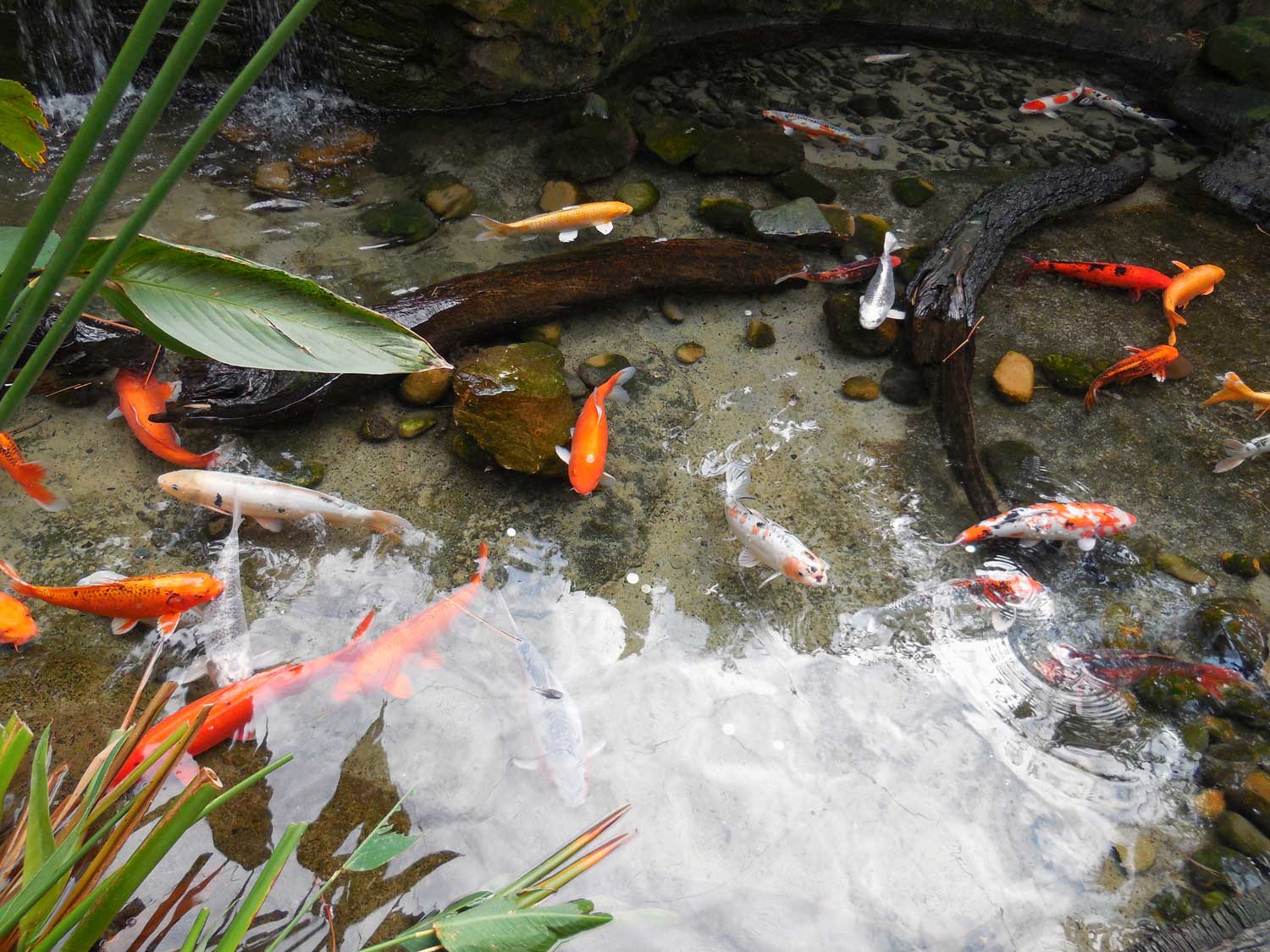 Fish health advice